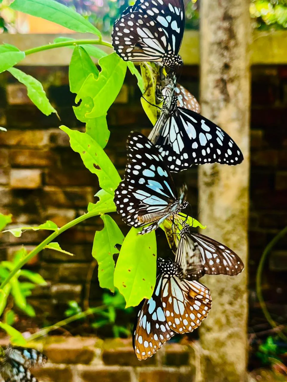 Butterfly Sanctuary